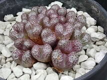 ルックホフィー　Conophytum　luckhoffii　コノフィツム 　多肉植物_画像1