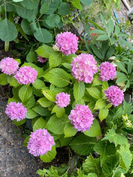 紫陽花　さし穂2本