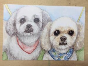 Art hand Auction Hand-drawn illustration postcard dog reproduction Maltese watercolor [Shizuka Aoki], animal, Dog, Dogs in general