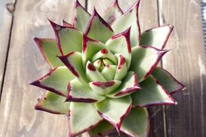 【人気種】エケベリア アガボイデス 'エボニー スーパークローン’ Echeveria agavoides 'Evony Super Clone' 多肉植物 自家繁殖苗 