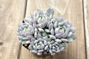 【人気】エケベリア ミックスベリア 小人の渚 Echeveria 'Kobitono_nagisa' 多肉植物 おらいさん 自家繁殖苗 群生