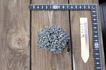 【人気】エケベリア ミックスベリア 小人の渚 Echeveria 'Kobitono_nagisa' 多肉植物 おらいさん 自家繁殖苗 群生_画像5