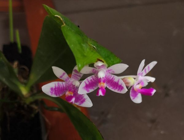 ヤフオク! 第4種郵便花、園芸 の落札相場・落札価格