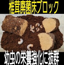 カブトムシ幼虫の栄養強化に抜群！椎茸菌床ブロック【3個】　丸ごとマットに埋め込むだけでモリモリ食べます！　クヌギ100％ 原料使用_画像2