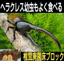 カブトムシ幼虫の栄養強化に抜群！椎茸菌床ブロック【3個】　丸ごとマットに埋め込むだけでモリモリ食べます！　クヌギ100％ 原料使用_画像10