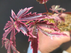 モミジ　樹高　20㎝　斑入り植物　豊樹園　必ず取引規約確認同意で入札してください 