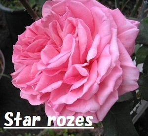 香水バラ☆彡Star rozes　５号植え