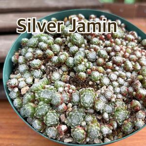 33.【Silver Jamin】0.8cm程×5株 極小センペル センペルビウム 多肉植物
