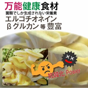 【新潟 うおぬま】たもぎ茸 乾燥 25g × 3袋 ～幻のきのこ～ エルゴチオネイン βグルカン 「出汁きのこ」万能健康食材の画像3