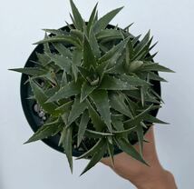 Dyckia brevifolia 3個セット ディッキア　ブロメリア_画像8