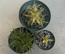 Dyckia brevifolia 3個セット ディッキア　ブロメリア_画像1