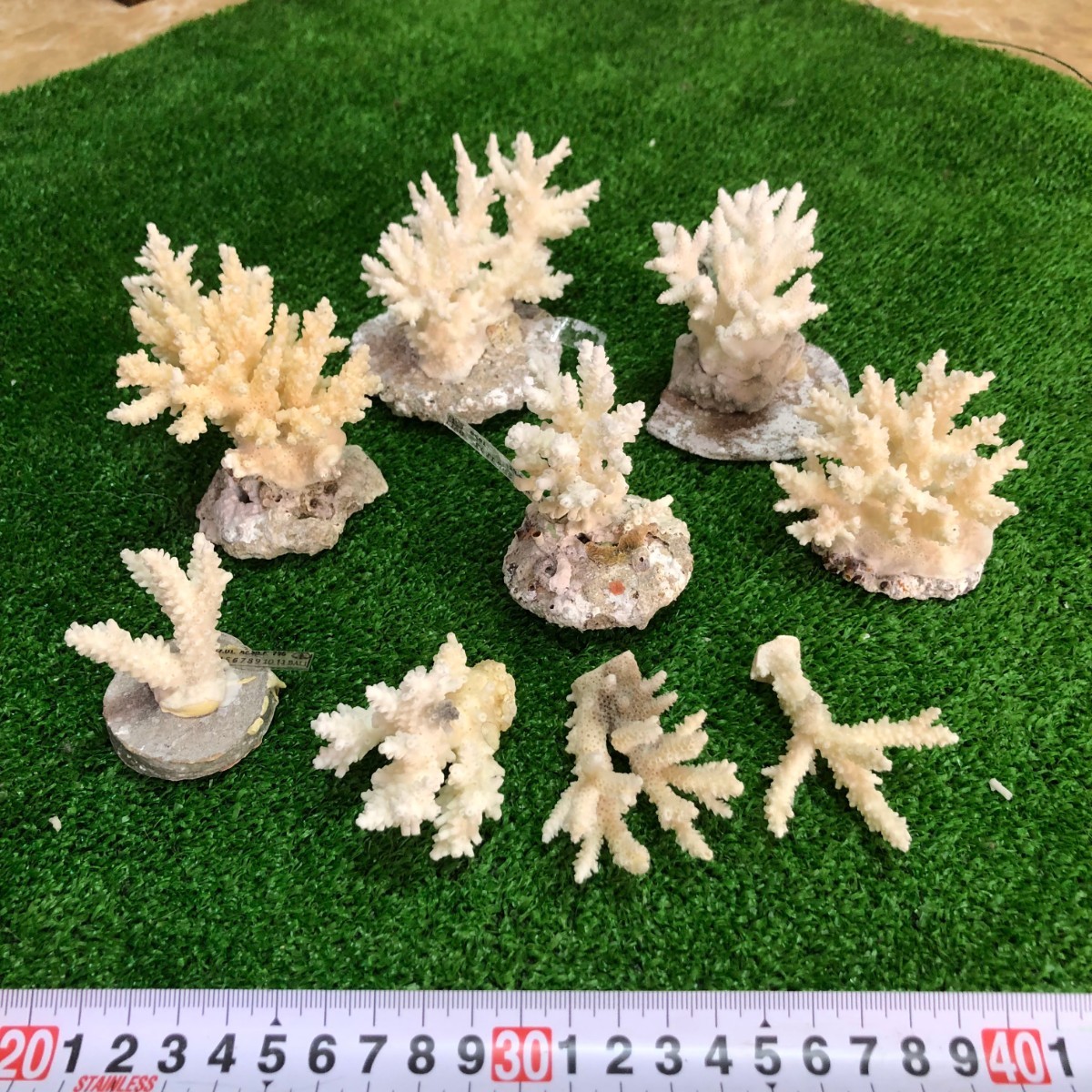 珊瑚 徳之島製品 ショーケース 珊瑚 白珊礁 サンゴ貝殻 ガラスケース