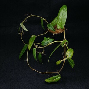 Ficus sp.　Gunung Besar Kalimantan Selatan　フィカス sp.　南カリマンタン　ベサール山　パルダリウム　クライマー　カット苗