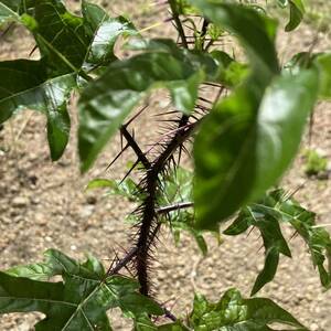 【Solanum atropurpureum】珍奇植物　観葉植物　熱帯植物　山野草