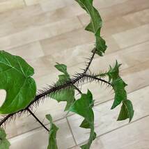 【Solanum atropurpureum】珍奇植物　観葉植物　熱帯植物　山野草_画像6