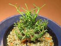 33 Euphorbia aff. ramiglans ユーフォルビア ラミグランス サボテン 多肉植物　塊根　コーデックス 塊茎_画像1