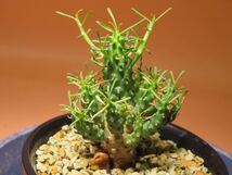33 Euphorbia aff. ramiglans ユーフォルビア ラミグランス サボテン 多肉植物　塊根　コーデックス 塊茎_画像2