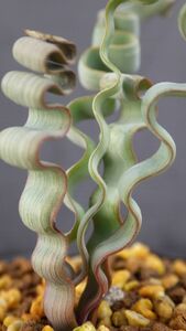 多肉植物　トラキアンドラ　トルチリス　冬型球根植物　波波の葉っぱ　珍品　大4