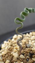 多肉植物　トラキアンドラ　トルチリス　冬型球根植物　波波の葉っぱ　珍品　小_画像5