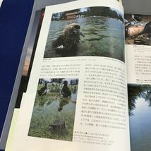 A12-127 BIRDER FEBRUARY2002 2 特集 北の大地とオジロワシ 文一総合出版_画像6