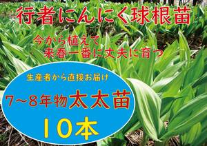 【生産者のお墨付き】行者ニンニク 7～8年物太太球根苗10株【深底のプランターでも来春一番に立派に育って収穫】 