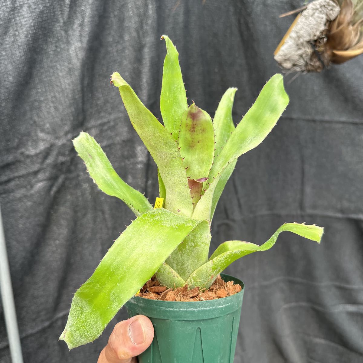 ブロメリア コレクション Neoregelia David & Sherlette x Pitch Black