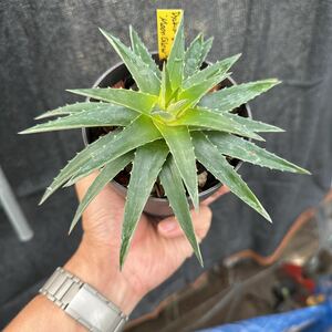 ブロメリア　コレクション　Dyckia brevifolia Moon Glow 