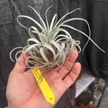 ブロメリア　コレクション　Tillandsia zacapanensis_画像3