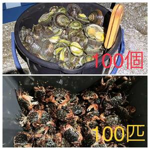 即決送料無料　冷凍マツバ貝100個　冷凍イソガニ100匹　石鯛　黒鯛　釣り餌　磯ガニ　ジンガサ