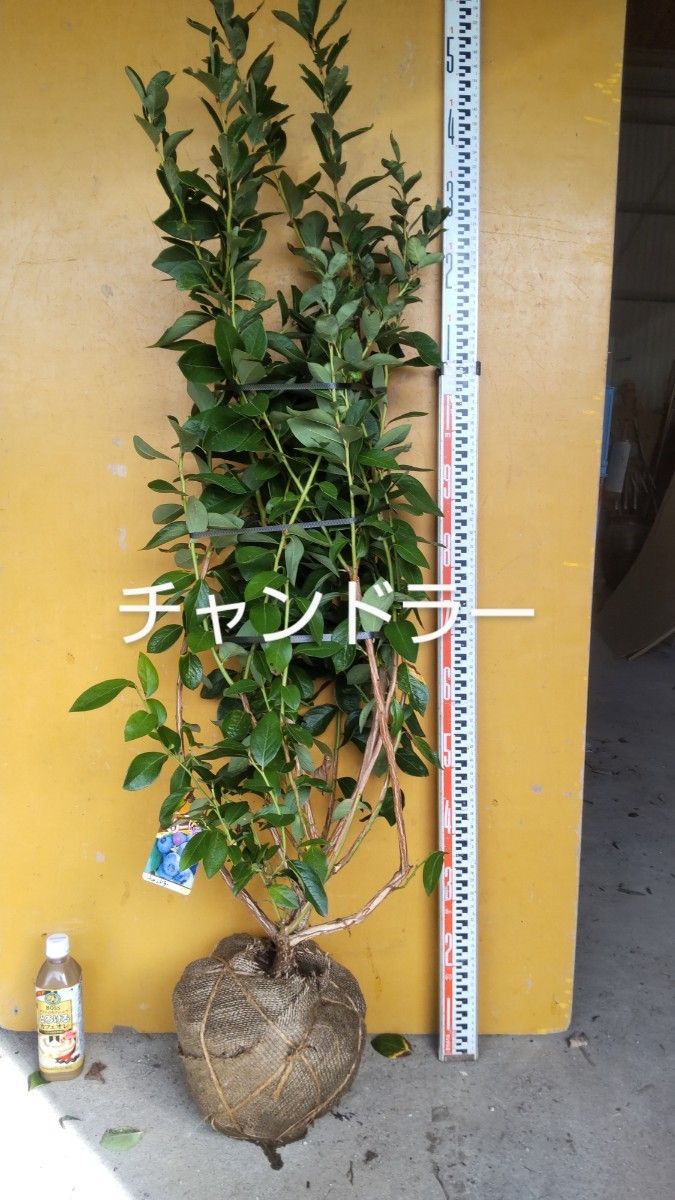 ブルーベリー苗 バルドウィン&パウダーブルー大苗2本セット-