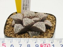 ■[W58]ピクタ小型(赤系)×ピクタ小型(赤系)　実生　未繁殖 【多肉植物　Haworthia　ハオルチア　】_画像4