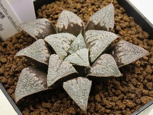 ■[W146]氷の世界×ブーメランBig　実生　未繁殖　ヤマト運輸発送のみ 【多肉植物　Haworthia　ハオルチア　ハオルシア】