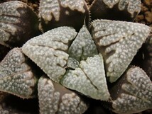 ■[W146]氷の世界×ブーメランBig　実生　未繁殖　ヤマト運輸発送のみ 【多肉植物　Haworthia　ハオルチア　ハオルシア】_画像2