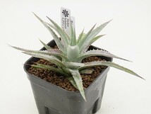 ■[W172]hebdingii　ヘブディンギー　原種　ヤマト運輸発送のみ 【多肉植物　Dyckia　ディッキア】_画像3