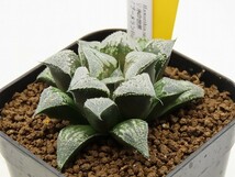 ■[Y128]氷の世界×ブーメランBig　実生　未繁殖　ヤマト運輸発送のみ 【多肉植物　Haworthia　ハオルチア　ハオルシア】_画像3