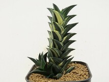 ■[Y104]ビスコーサ錦　ヤマト運輸発送のみ 【多肉植物　Haworthia　ハオルチア　ハオルシア】_画像5