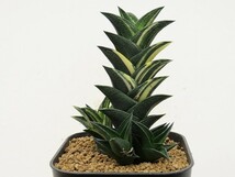 ■[Y104]ビスコーサ錦　ヤマト運輸発送のみ 【多肉植物　Haworthia　ハオルチア　ハオルシア】_画像4