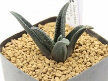 ■[W78]ソルティダ　　実生　未繁殖　ヤマト運輸発送のみ 【多肉植物　Haworthia　ハオルチア　ハオルシア】_画像4