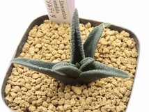 ■[W78]ソルティダ　　実生　未繁殖　ヤマト運輸発送のみ 【多肉植物　Haworthia　ハオルチア　ハオルシア】_画像1