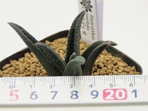 ■[W78]ソルティダ　　実生　未繁殖　ヤマト運輸発送のみ 【多肉植物　Haworthia　ハオルチア　ハオルシア】_画像5