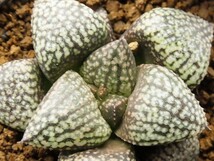 ■[W71]ピクタ　実生　未繁殖　ヤマト運輸発送のみ 【多肉植物　Haworthia　ハオルチア　ハオルシア】_画像2