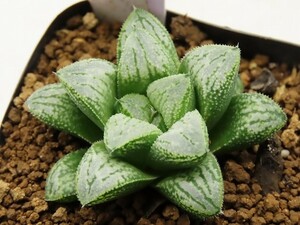 ■[W73]白蛇×仮面舞踏会　実生　未繁殖　ヤマト運輸発送のみ 【多肉植物　Haworthia　ハオルチア　ハオルシア】