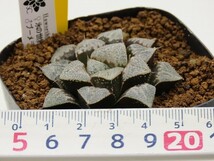 ■[W49]氷の世界×ブーメランBig　実生　未繁殖　ヤマト運輸発送のみ 【多肉植物　Haworthia　ハオルチア　ハオルシア】_画像4