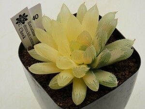 ■[W40]Cheek　チーク　ヤマト運輸発送のみ 【多肉植物　Haworthia　ハオルチア　ハオルシア】