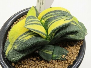 ■[W118]臥牛錦 実生　未繁殖　ヤマト運輸発送のみ 【多肉植物　Gasteria　ガステリア】