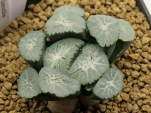 ■[W115]丹頂実生　実生　未繁殖　ヤマト運輸発送のみ 【多肉植物　Haworthia　ハオルチア　ハオルシア】