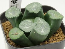 ■[W92]南アの星　ヤマト運輸発送のみ 【多肉植物　Haworthia　ハオルチア　ハオルシア】_画像3