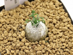 ■[W130]tortuosum　トルツオスム　ちぢれ玉　ヤマト運輸発送のみ 【多肉植物　Ornithogalum　オーニソガラム】