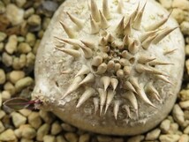 ■[W127]brevicaule　ブレビカウレ　恵比寿笑い　実生苗　ヤマト運輸発送のみ 【多肉植物　Pachypodium　パキポディウム】_画像2