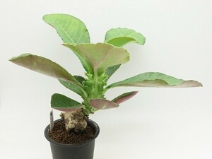 ■[W173]spectabile seedlings with tuber ES20690　2023年春輸入　ヤマト運輸発送のみ 【多肉植物　Monadenium　モナデニウム】